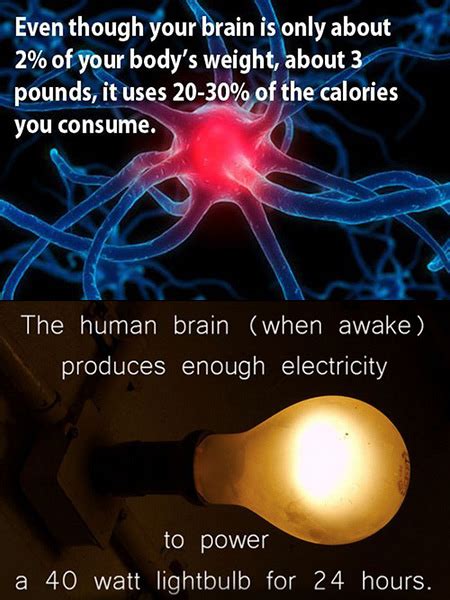 25 Interesting Facts You May Not Have Known About the Human Body ...