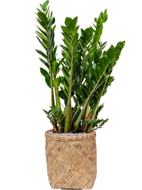 Zamioculcas Zamiifolia Donica Bohemian System Vulkastrat Sklep Z