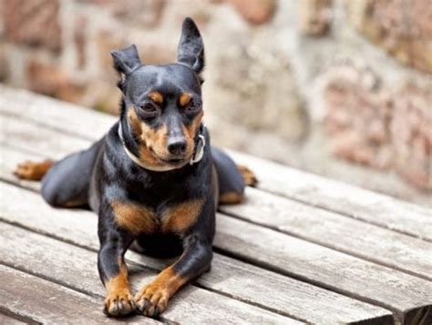 14 Amazing Facts About Miniature Pinschers Petpress