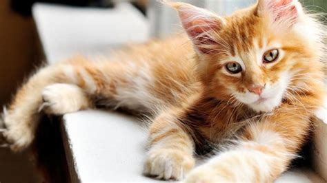 5 Tips For Caring For Your Maine Coon Catsinfo