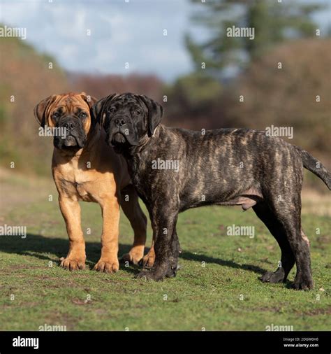 Puppy bullmastiff hi-res stock photography and images - Alamy