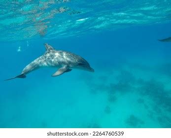 834 Dolphin Skin Stock Photos, Images & Photography | Shutterstock