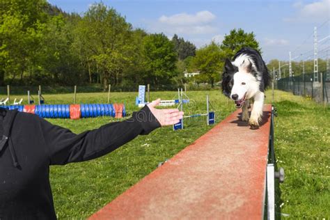 Border Collie Performing the Sport of Agility Stock Photo - Image of ...