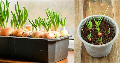 Growing Green Onions In Containers Year Round No Matter The Weather