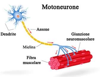 Movimento Divergente Archivi Trainingconcept It