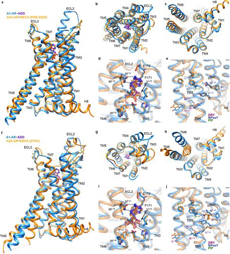 Comparison Of Active A1r With Active A2ar Pdb Code 5g53 Or