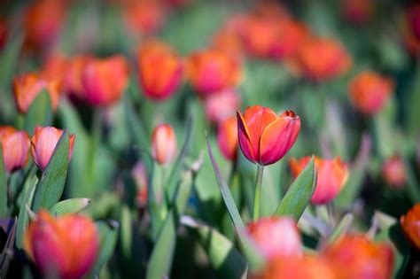 Premium Photo | Tulip field