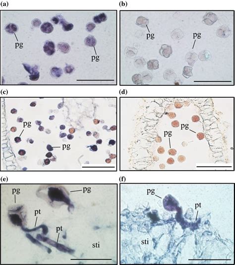 Chromogenic In Situ Hybridization Cish Analysis To Detect Blsv In