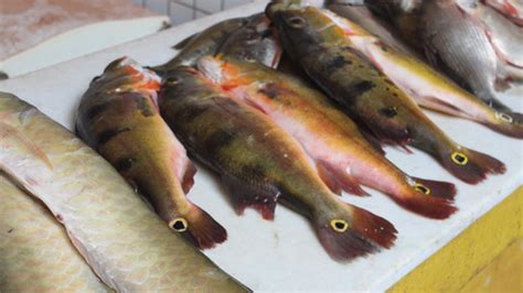 Galeria De Imagens Guia De Peixes Comercializados Em Monte Alegre