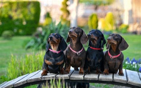 Cuatro Perros Salchicha Se Sientan En Un Puente En El Jard N Foto Premium