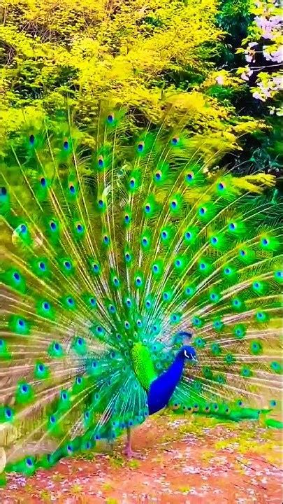 New Beautiful Peacock 🦚🦚 Dance Shorts Video Amazing Peacock Whatsapp