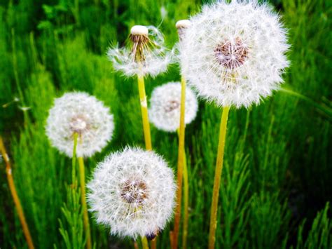 Free Images : nature, field, meadow, dandelion, countryside, flower ...