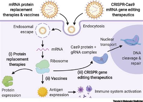 LNP Core RNA Innovation