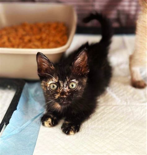 Piglet - The Dogwood Animal Rescue Project