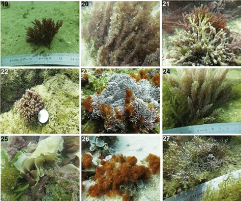 C Diversity Of Macroalgal Species Collected From Coastal Waters Of