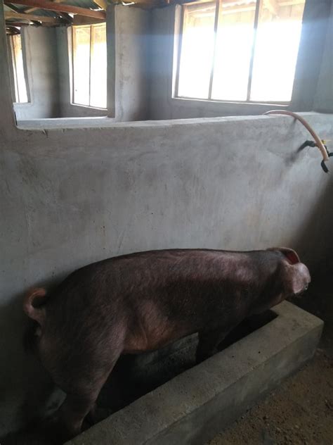 The Duroc Pig Breed (overview) - Agriculture - Nigeria