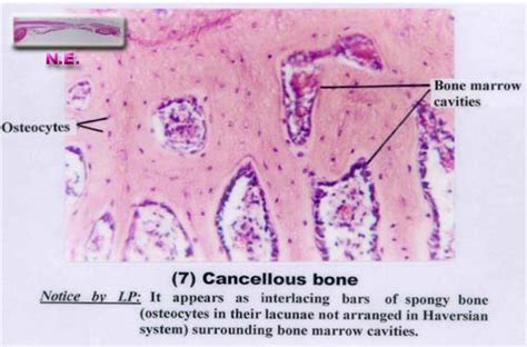 Histology Slides