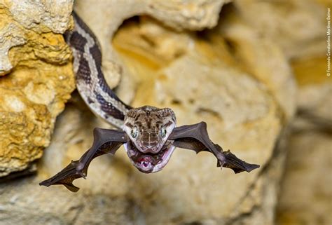 Yucatan Rat Snake Snatches Bat Mid Air Rnatureismetal