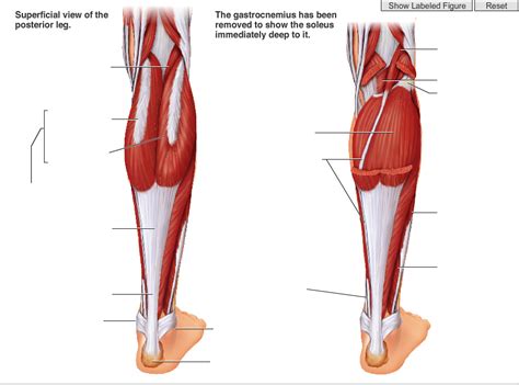 Posterior Leg Muscles Diagram Quizlet