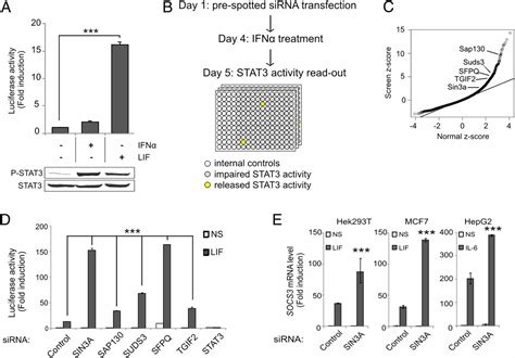 The Sin A Repressor Complex Is A Master Regulator Of Stat