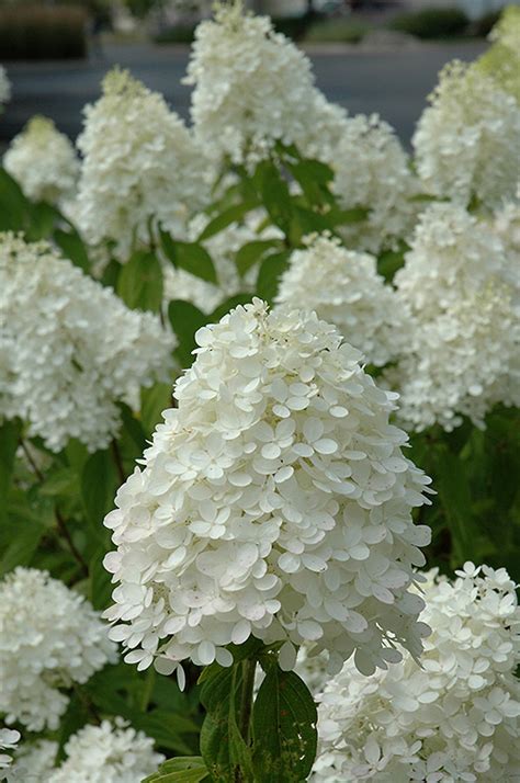 Sweet Summer Hydrangea Hydrangea Paniculata Sweet Summer In Ottawa