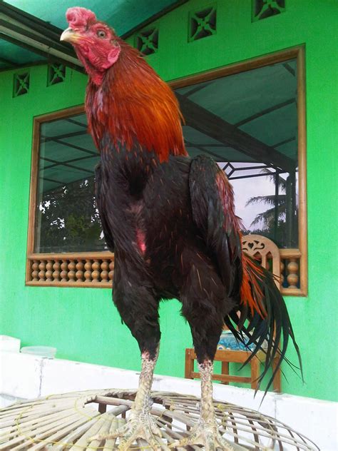 Ayam Tangkas Peternakan Ayam Saigon Bangkok Burma Aseel Magon