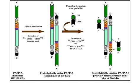 Pregnancy Associated Plasma Protein A Or Papp A As A Disulfide Bound