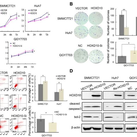 The Effect Of Hoxd On Hcc Cell Proliferation And Apoptosis A Growth