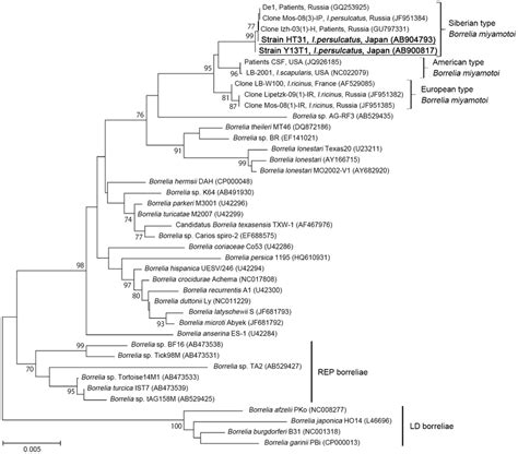 Phylogenetic Analysis Of Rf Borreliae Based On S Rdna Of Borrelia