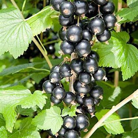 Blackcurrant Ribes Nigrum Big Ben In The Currants And Gooseberries