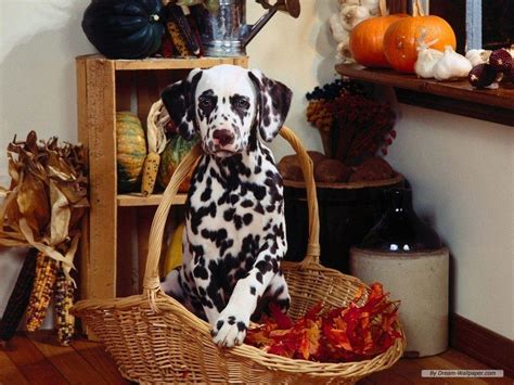 Funny Animal Thanksgiving Wallpapers Top Free Funny Animal