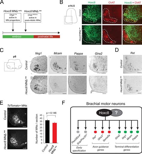 Control Of Spinal Motor Neuron Terminal Differentiation Through