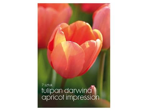 Tulipan Darwina Apricot Impression 7 Szt Kupuj W OBI