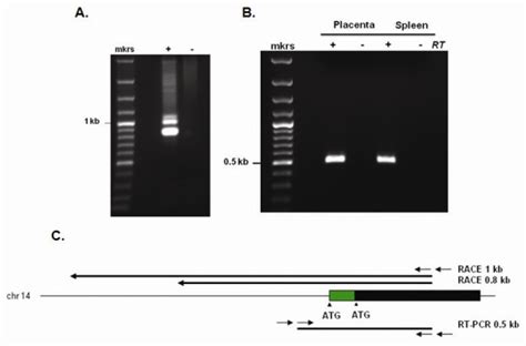 Identification And Characterization Of Rnase Transcript A And