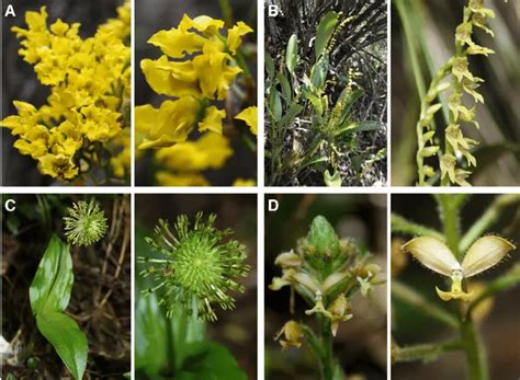 Flora Y Fauna De La Cordillera Oriental Tesoro Natural En Colombia