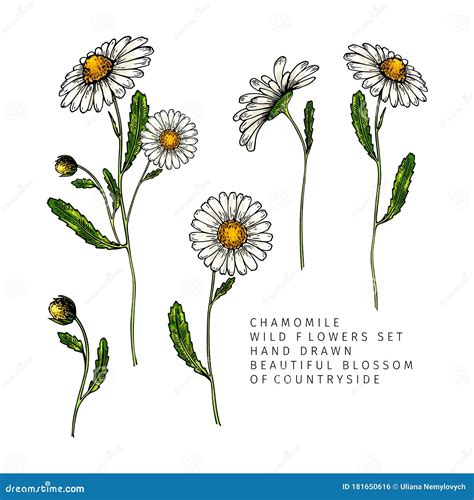 Hand Drawn Wild Hay Flowers Chamomile Or Daisy Flower Vintage Colored