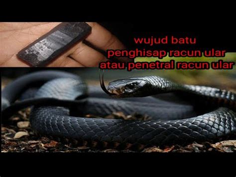 Penampakan Atau Wujud Batu Penghisap Racun Gigitan Ular Youtube