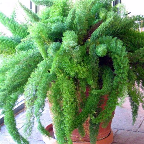 Foxtail Fern Seeds Asparagus Meyerii 10 Rare Tropical