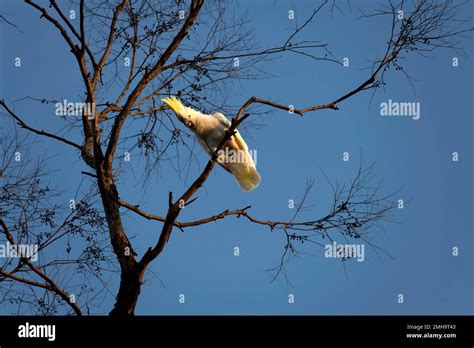 Sulphur Crested Cockatoo Cacatua Galerita Perching On The Branch Of A