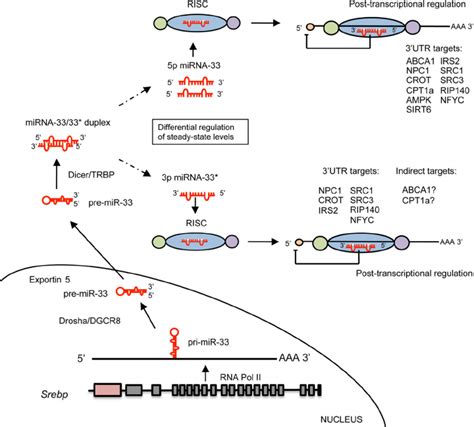 Proposed Model Of Mir 33 Arm Specific Processing And Target Gene