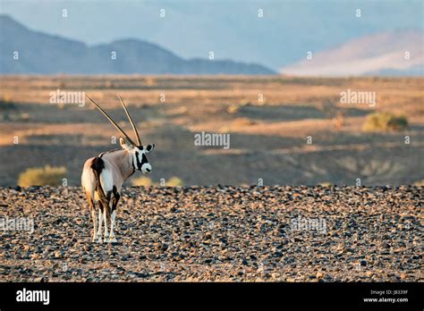 Oryx Namibia High Resolution Stock Photography And Images Alamy