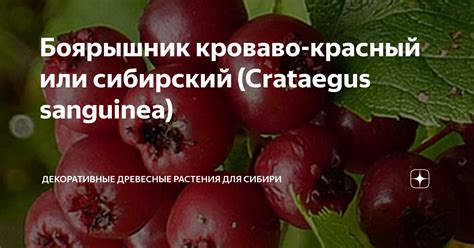 Боярышник кроваво красный или сибирский Crataegus Sanguinea