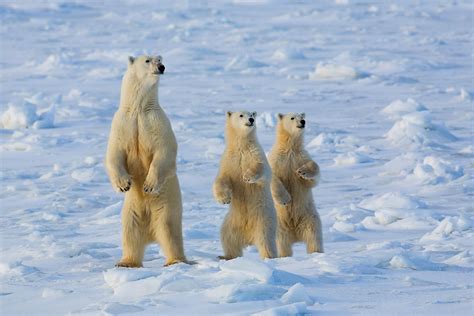 Churchill Polar Bear Tour Wilderness Travel