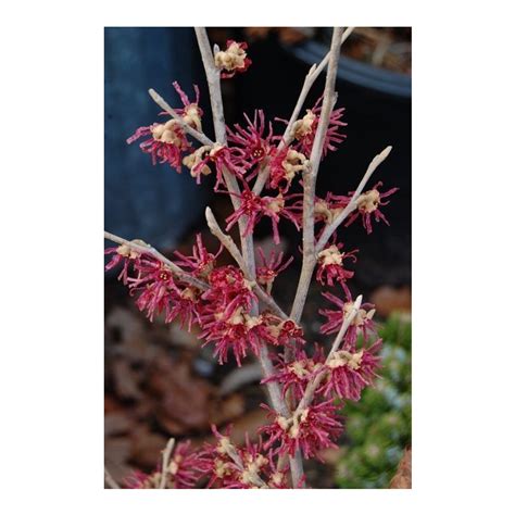 Hamamelis Vernalis Amethyst Amethyst Vernal Witch Hazel Broken