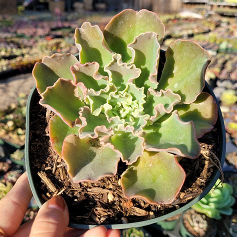 Echeveria Giant Blue