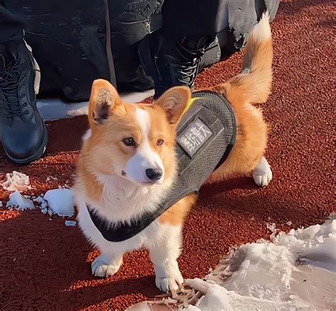 Fu Zai Chinas First Corgi Police Dog With Short Legs And Big Skills