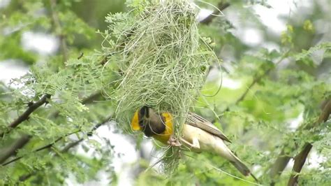 Baya Weaver Engineer Bird King Of Nest Building Birds Youtube