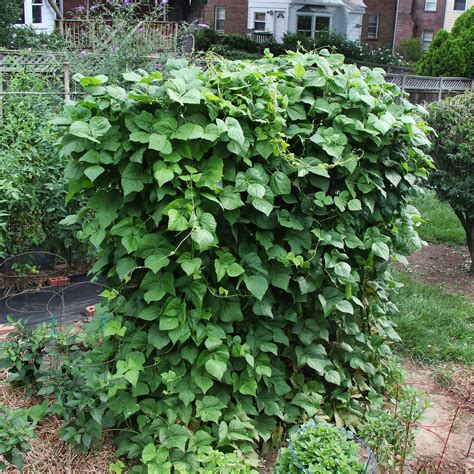 10 Great Heirloom Pole Bean Varieties