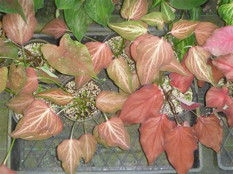 Next Generation Of Caladium Hybrids Down Under Tropical Looking