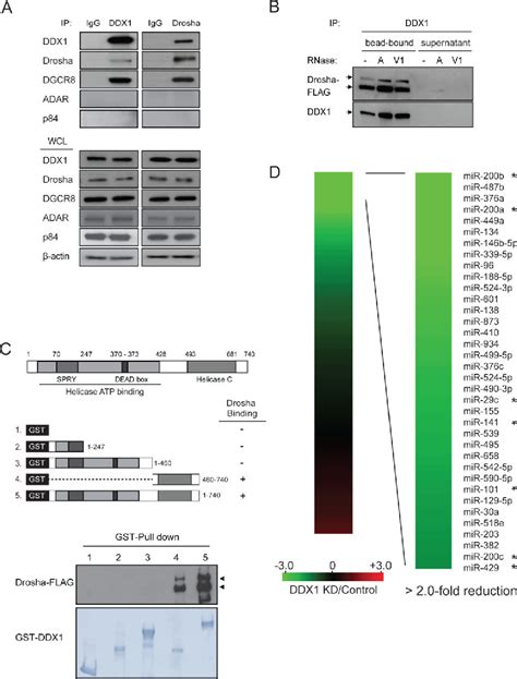 Figure 1 From The Rna Binding Protein Ddx1 Promotes Primary Microrna